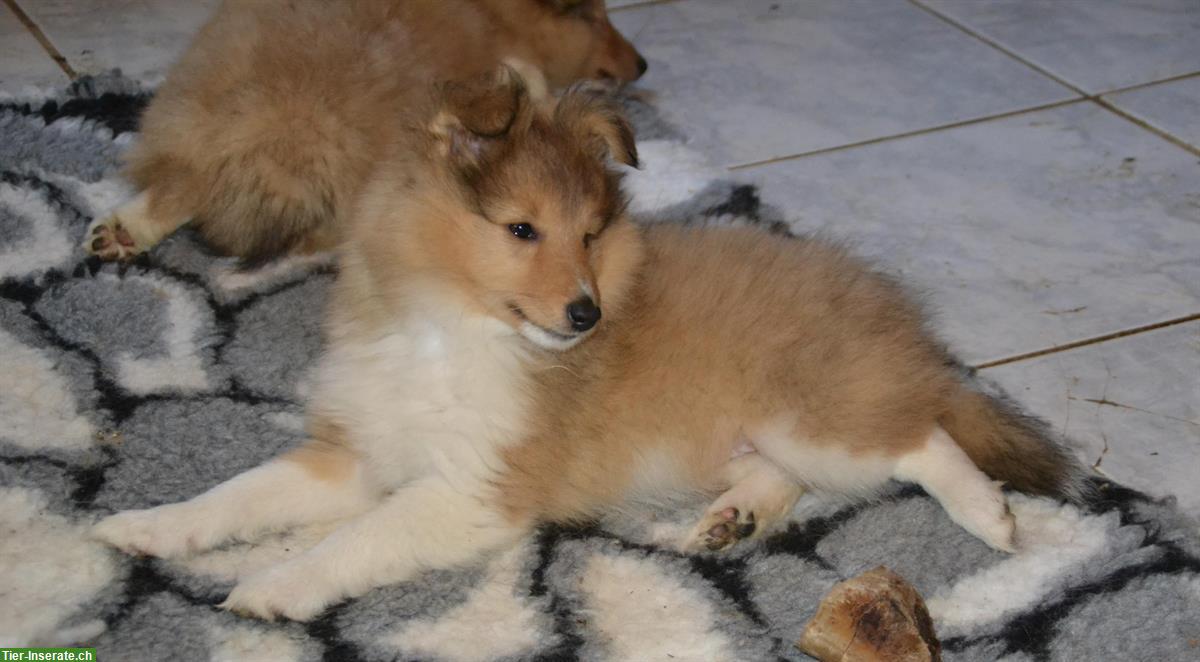 Bild 3: Sheltie Welpe, Rüde golden sable