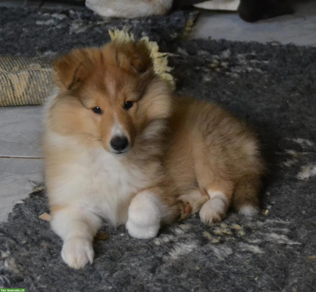 Bild 4: Sheltie Welpe, Rüde golden sable