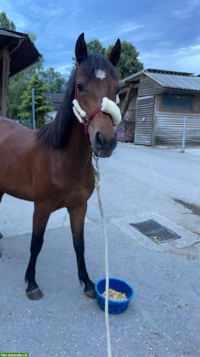 Bild 2: Hübsches Connemara Pony Fohlen, Hela Mirah Blue