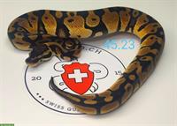 ** Python Regius HET Piebald's zum Verkauf **