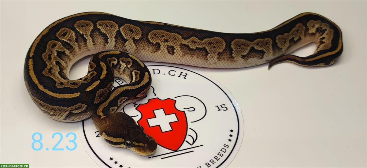 Bild 4: ** Python Regius HET Piebald's zum Verkauf **