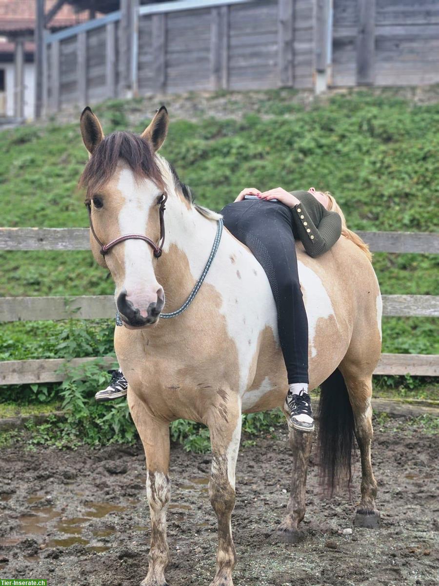 Paint Horse x Selle Français Stute, 7-jährig zu verkaufen