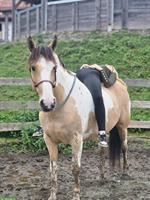 Paint Horse x Selle Français Stute, 7-jährig zu verkaufen