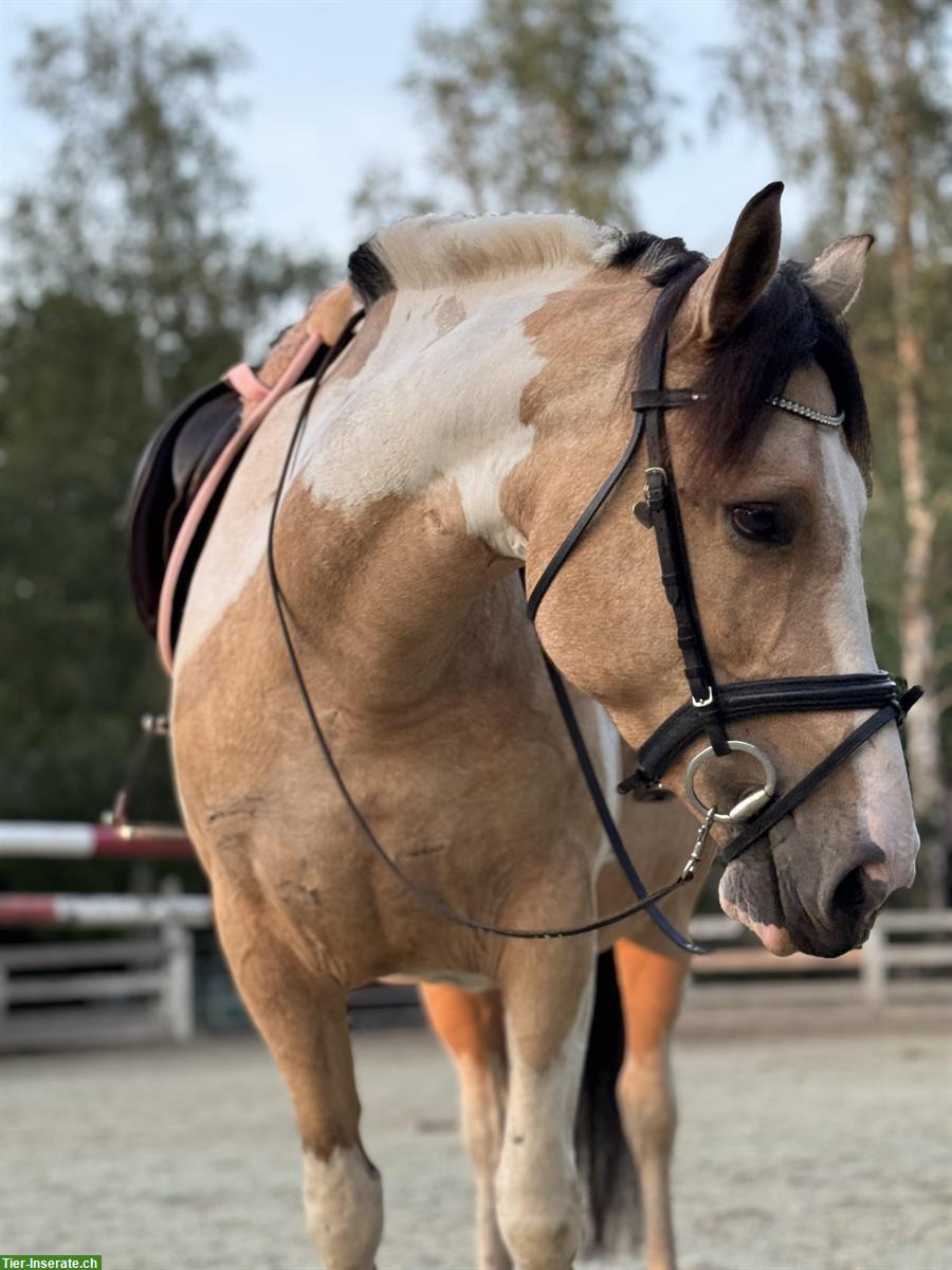 Bild 4: Paint Horse x Selle Français Stute, 7-jährig zu verkaufen