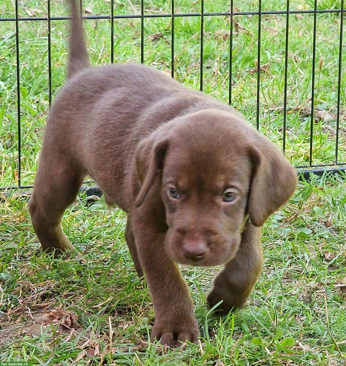 Labrador Welpen, weiblich und männlich