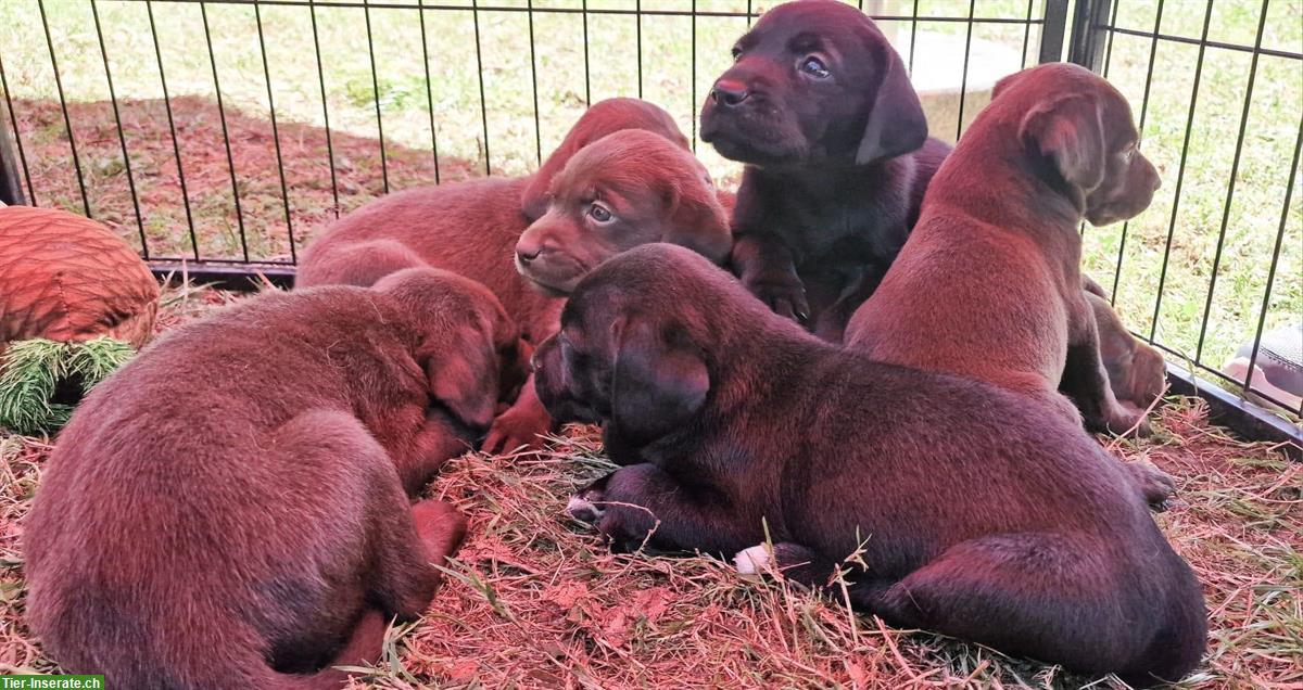 Bild 2: Labrador Welpen, weiblich und männlich