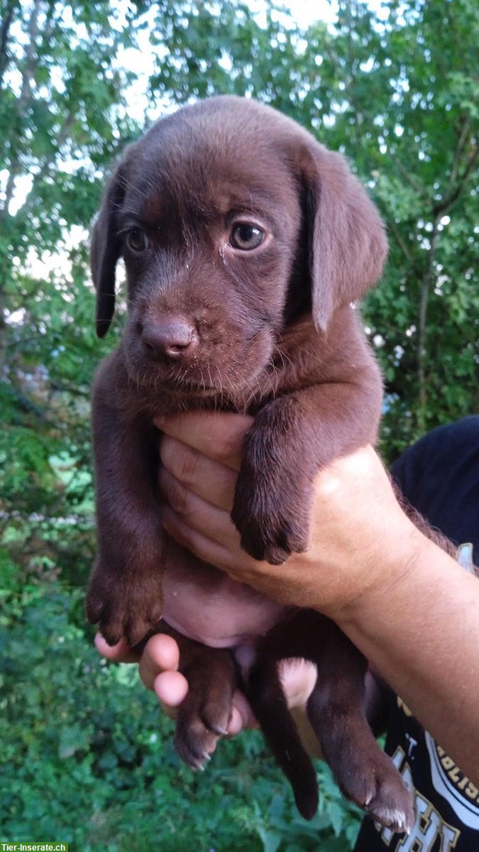 Bild 4: Labrador Welpen, weiblich und männlich