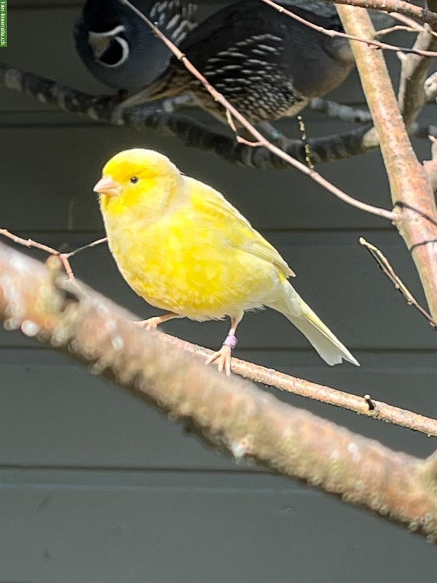 Bild 3: Junge Kanarienvögel in gelb abzugeben