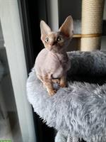 Devon Rex Katerchen mit blauen Augen ❤️