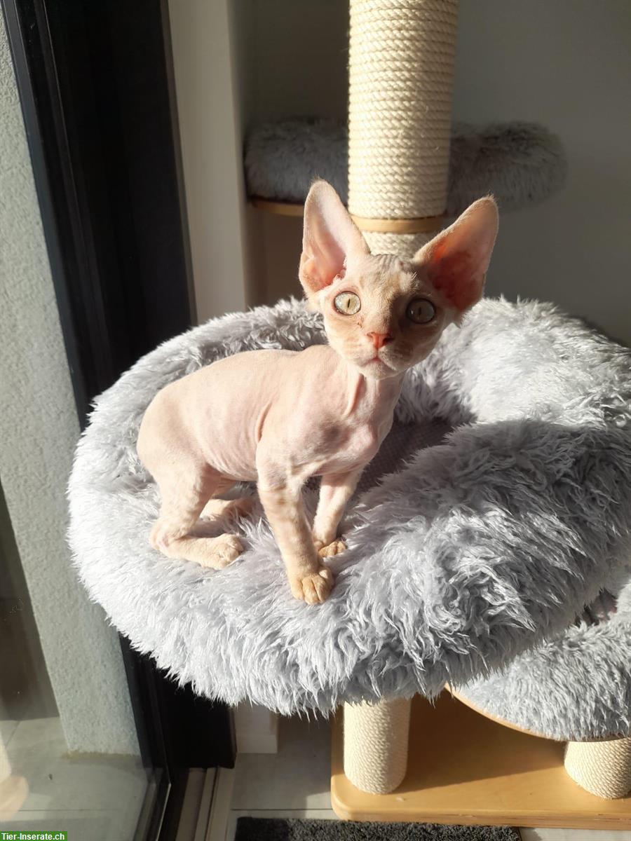 Bild 2: Die besten Devon Rex Katerchen ❤️