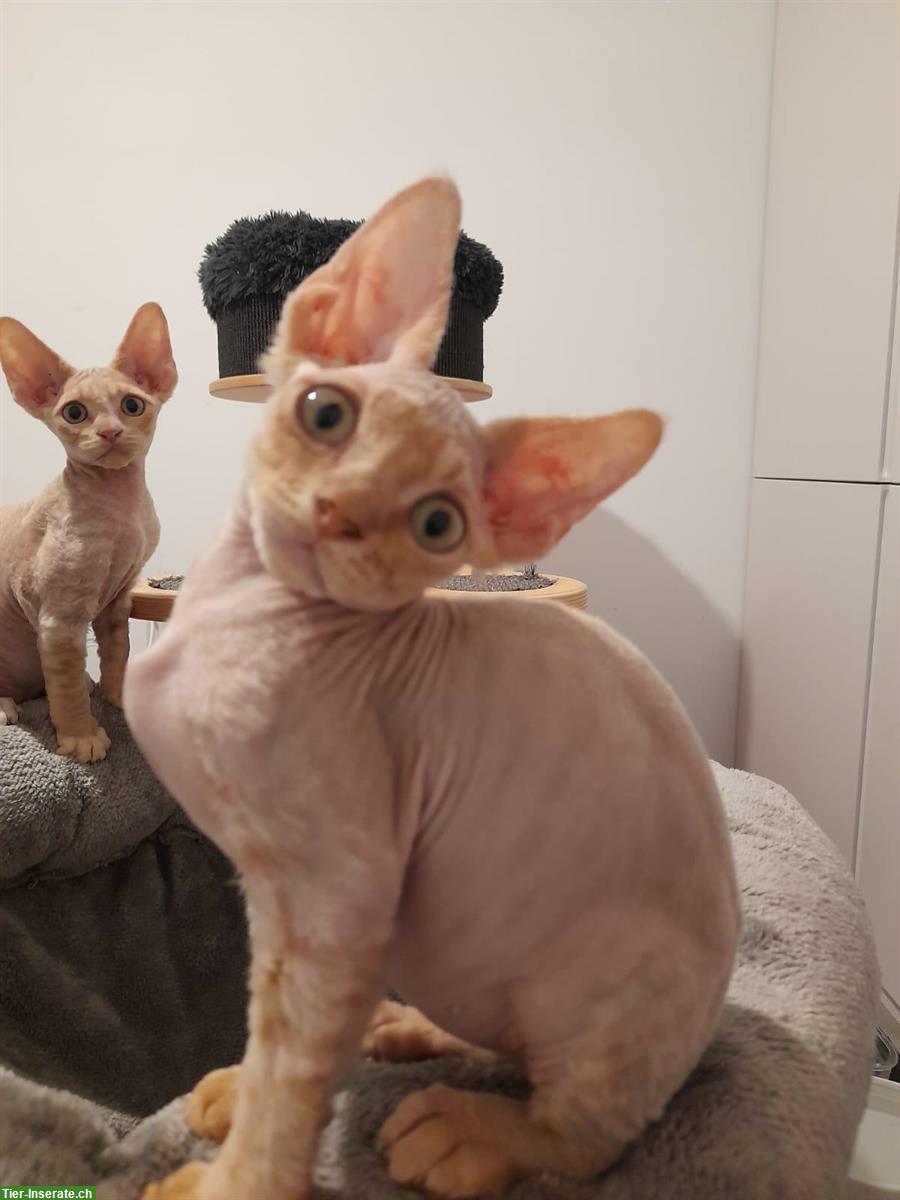 Bild 3: Die besten Devon Rex Katerchen ❤️