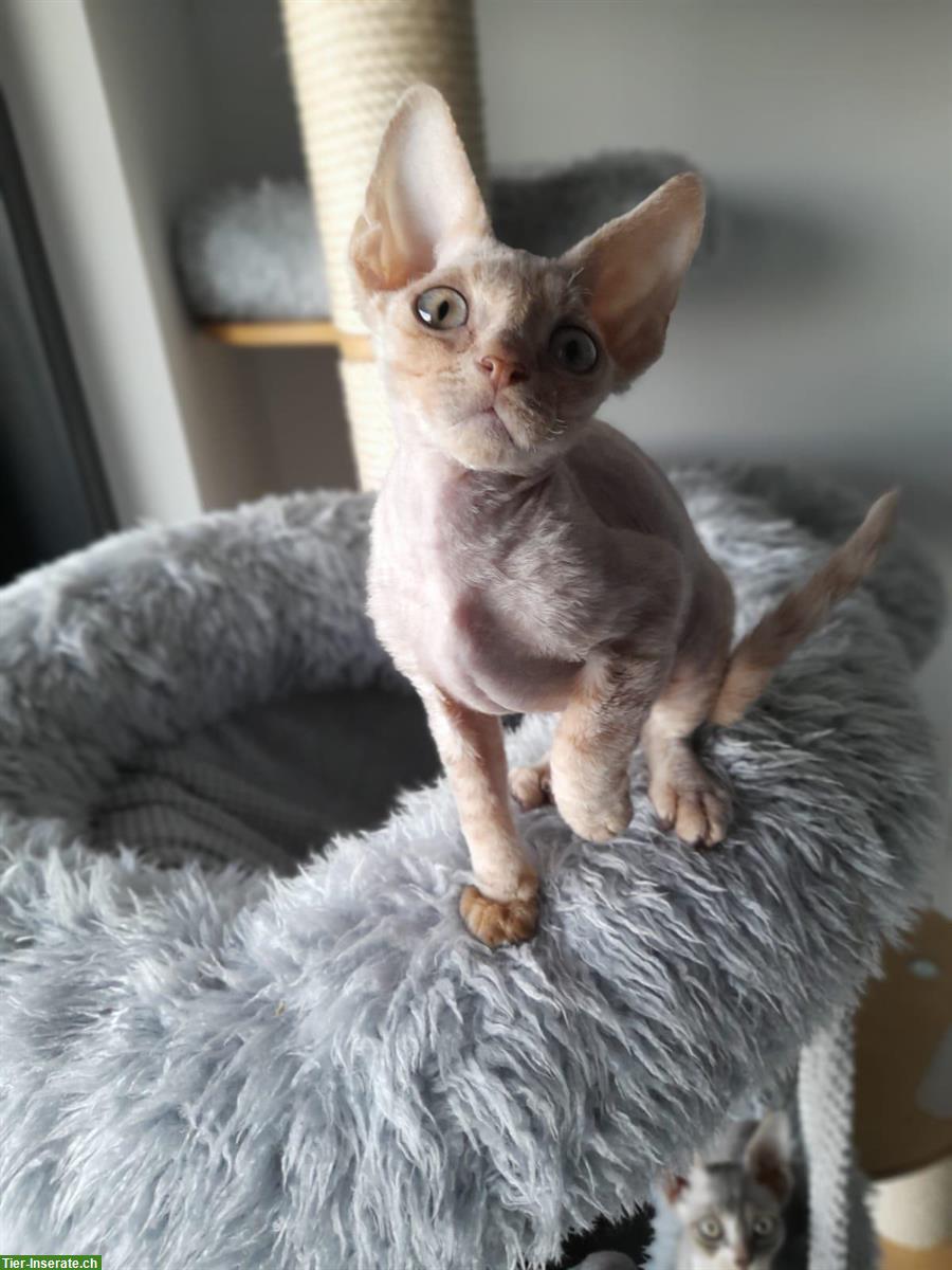 Bild 4: Die besten Devon Rex Katerchen ❤️