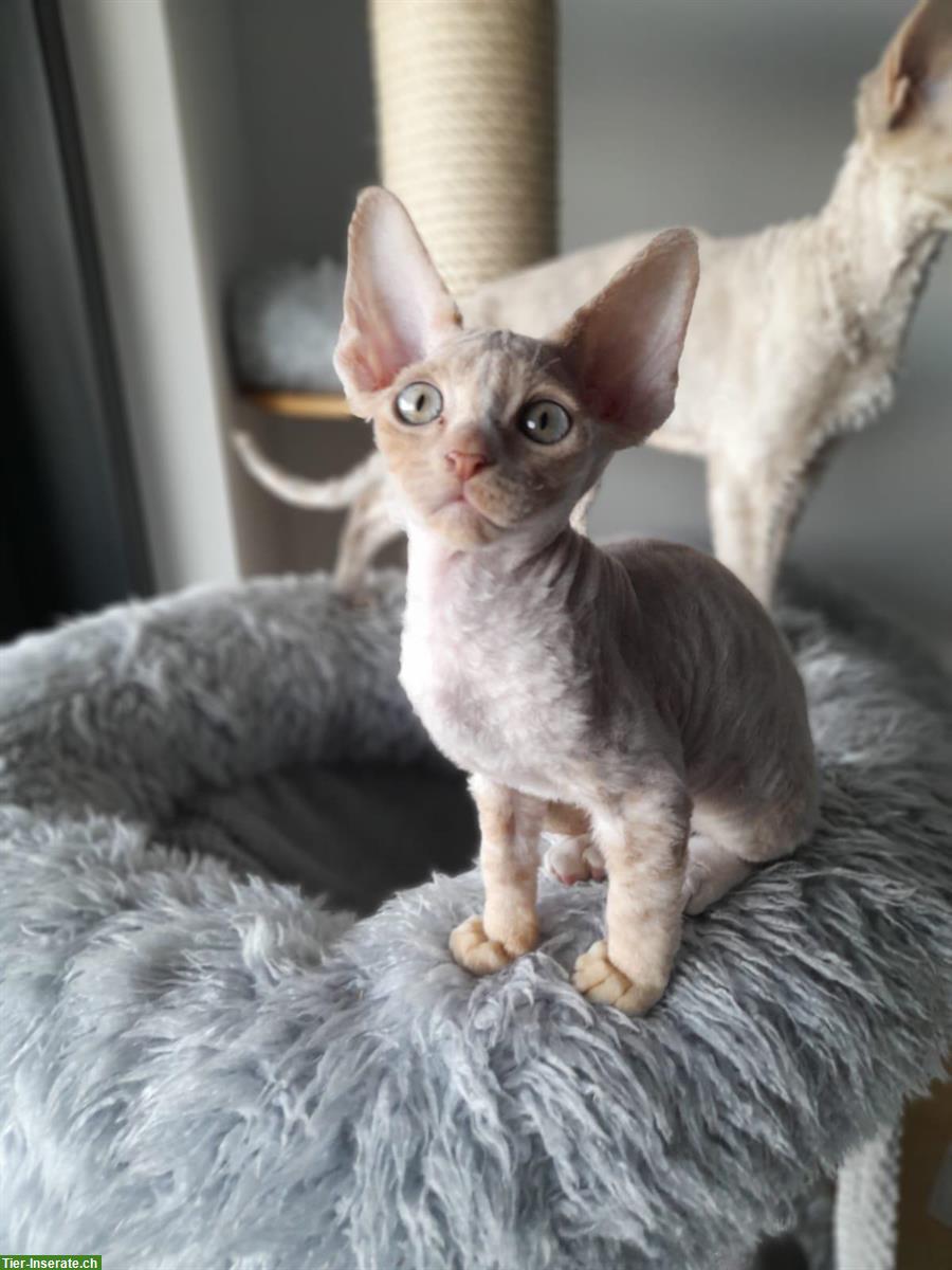 Bild 5: Die besten Devon Rex Katerchen ❤️