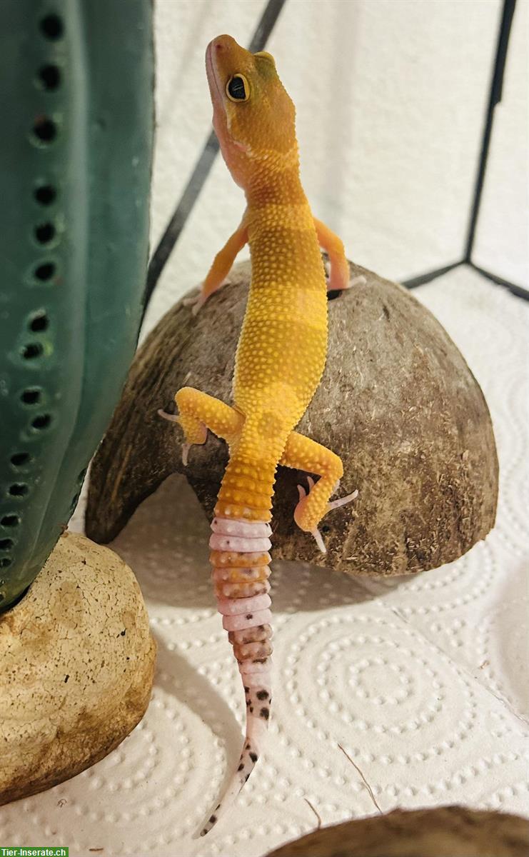 Junges Leopardgecko Männchen