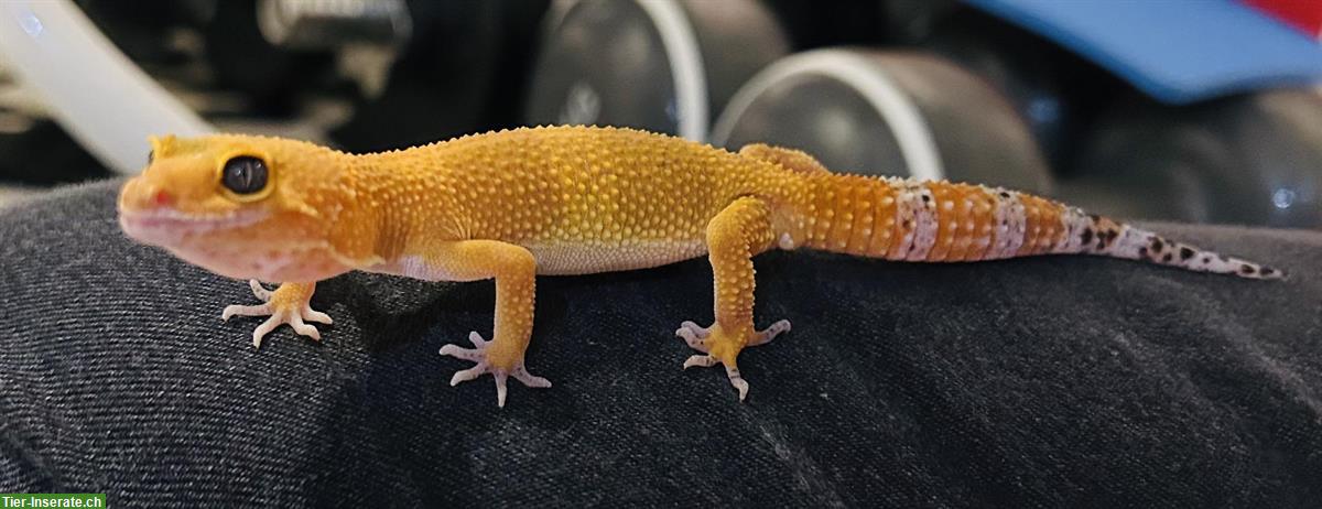 Bild 3: Junges Leopardgecko Männchen