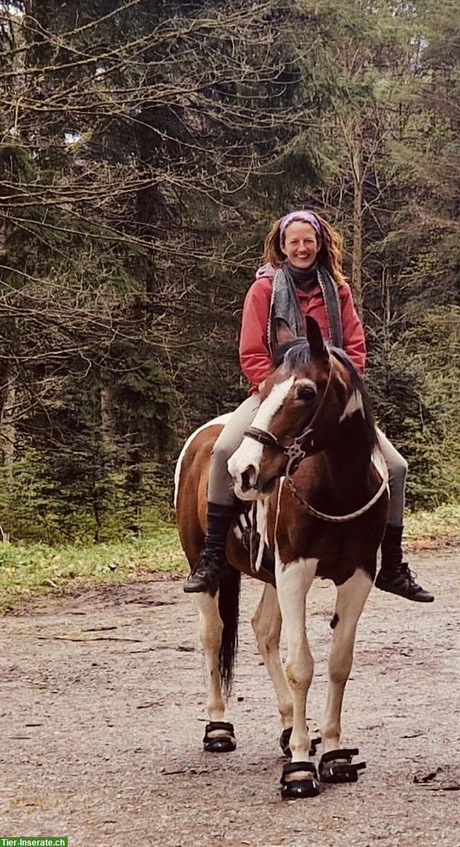 Biete Mobile Reitstunden und Bodenarbeit AG/LU