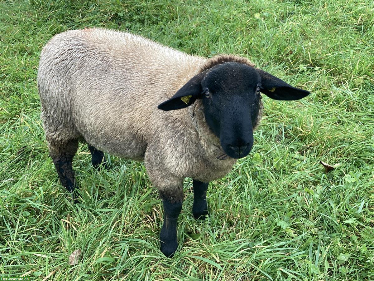 Suffolk Schafbock abzugeben