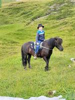 Shetty × Isländer Stute zu verkaufen