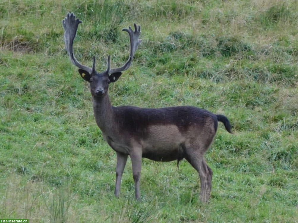 Damhirsch Platzhirsch zu verkaufen