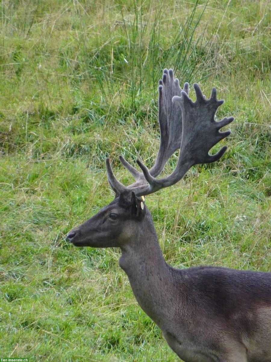 Bild 2: Damhirsch Platzhirsch zu verkaufen