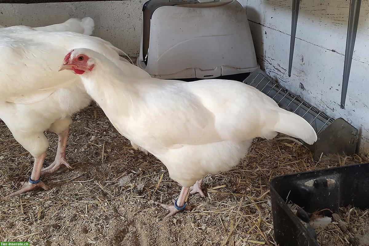 2 Schweizerhuhn Junghennen zu verkaufen