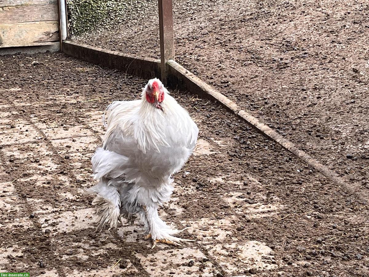 Bild 2: Brahma Hähne, seltene Farben