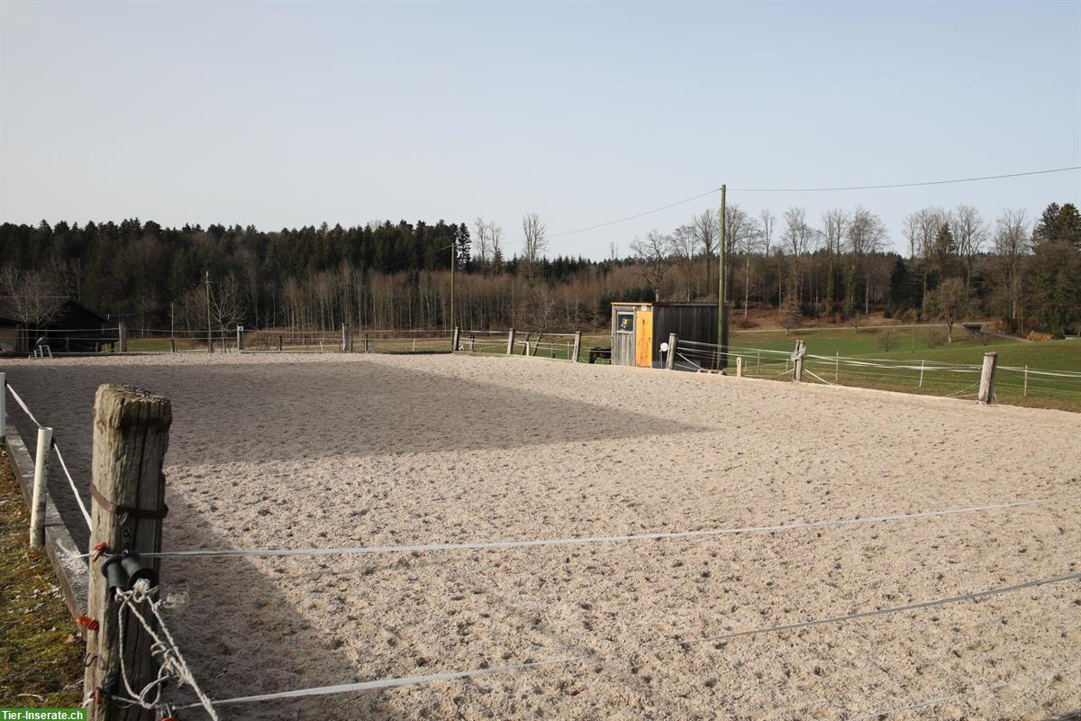 Pferdeboxe mit grossem Auslauf in St. Urban, nähe Langenthal