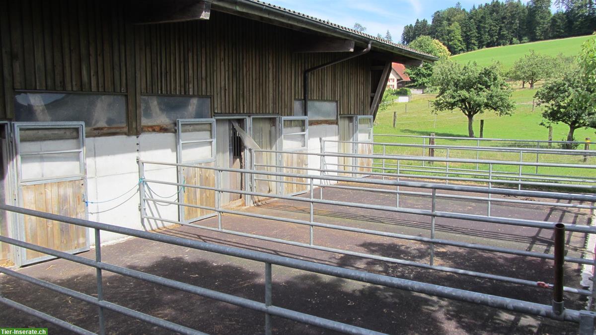 Bild 4: Pferdeboxe mit grossem Auslauf in St. Urban, nähe Langenthal