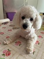 Bichon Frisé Junghund sucht liebesvolles zuhause