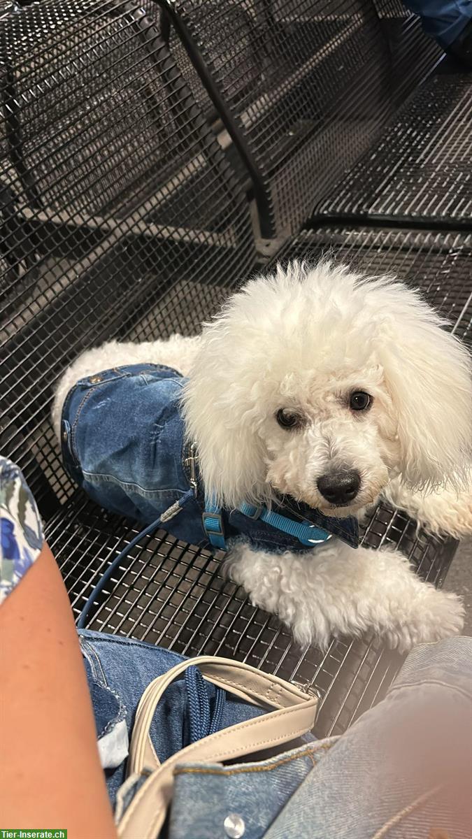 Bild 2: Bichon Frisé Junghund sucht liebesvolles zuhause