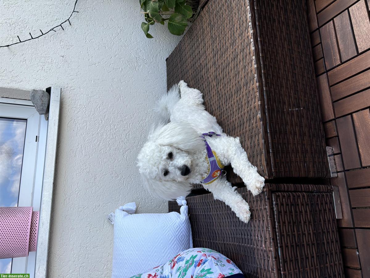 Bild 3: Bichon Frisé Junghund sucht liebesvolles zuhause