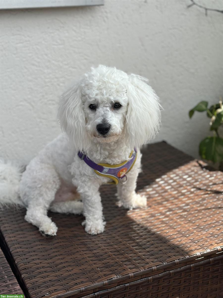 Bild 4: Bichon Frisé Junghund sucht liebesvolles zuhause