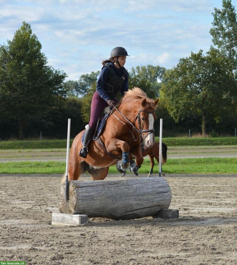 Suche befristete Reitbeteiligung für die nächsten 2-3 Monate