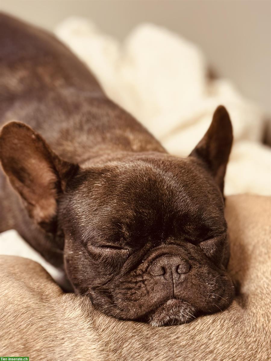 Wir erwarten French Bully Welpen in Sonderfarben