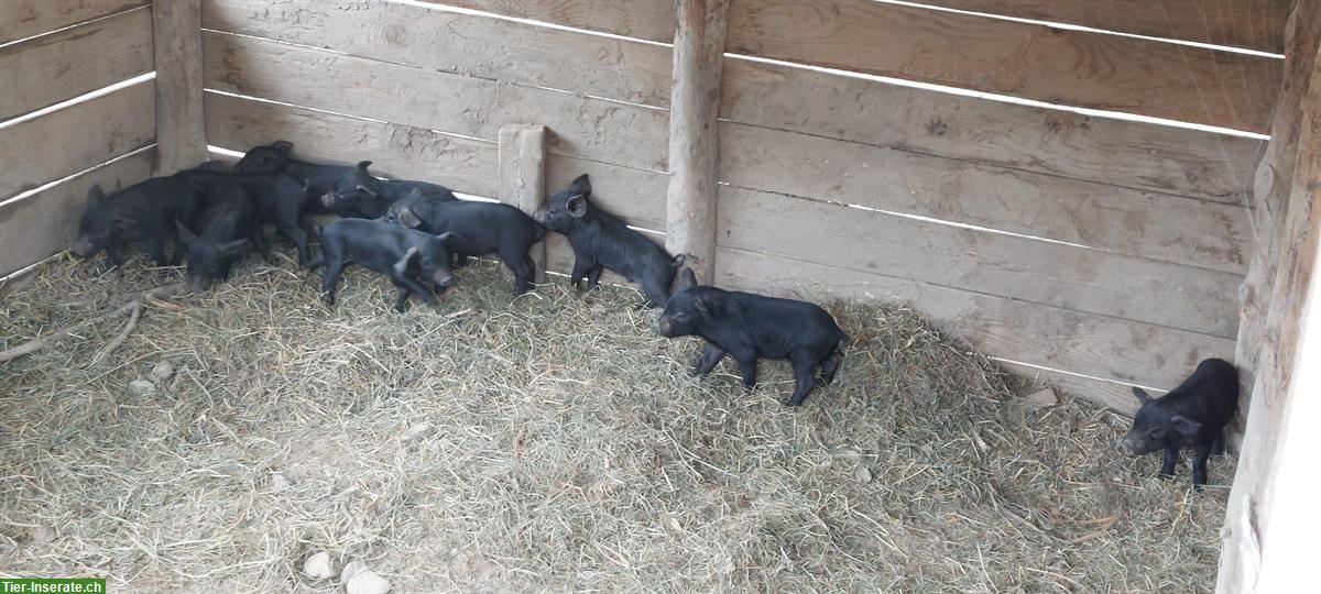 Bild 2: Junge Alpschweine schwarz