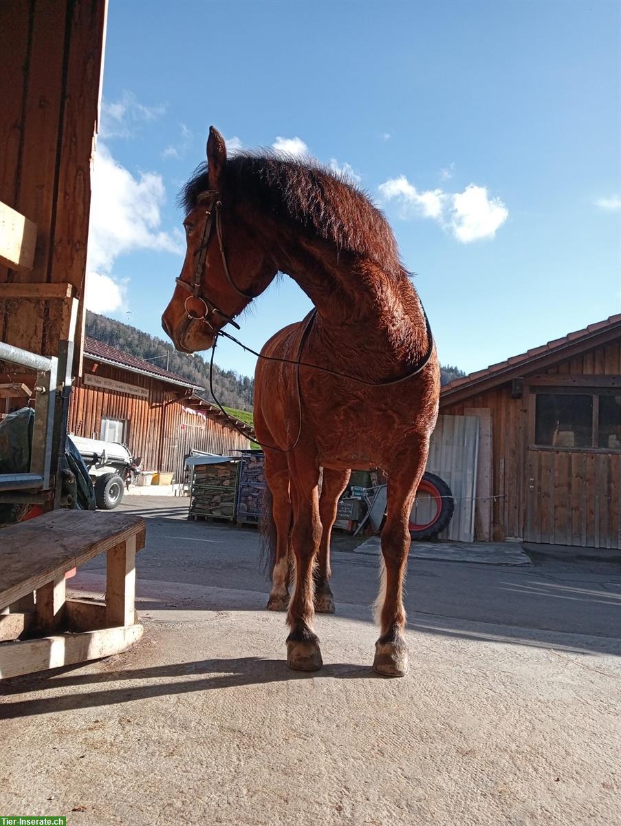 Bild 2: Suche Reitbeteiligung für 2 Pferde, Steffisburg BE