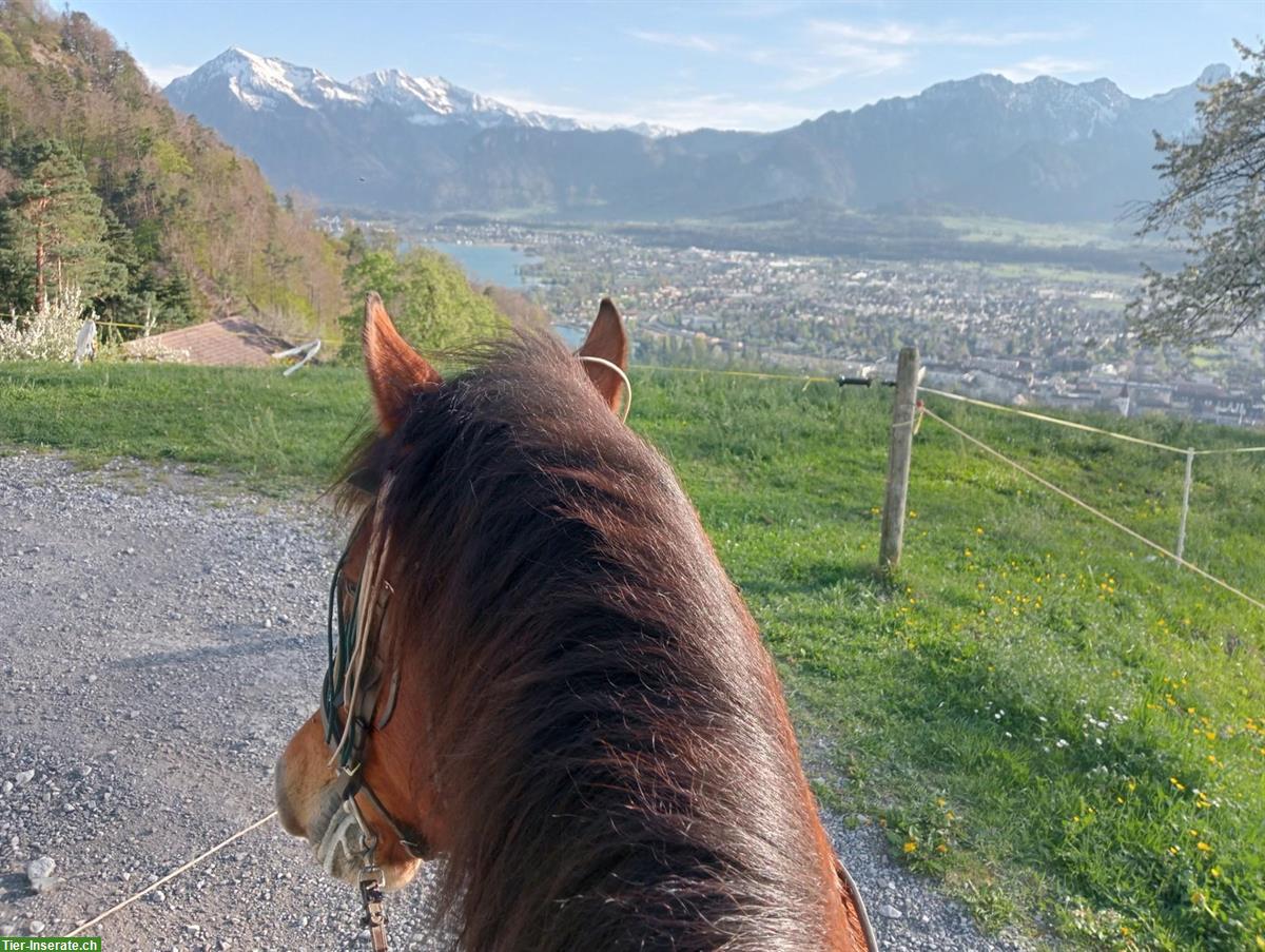 Bild 3: Suche Reitbeteiligung für 2 Pferde, Steffisburg BE