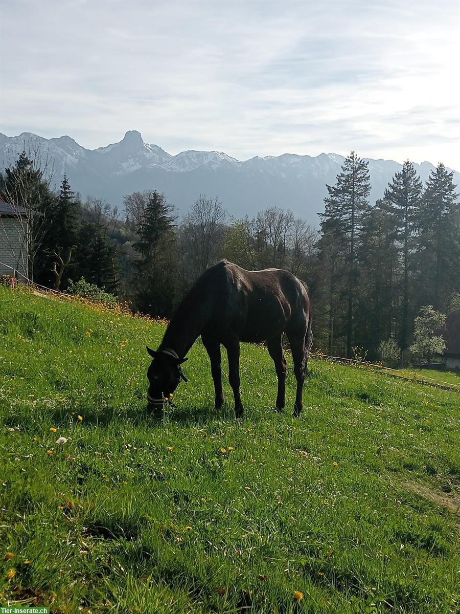 Bild 4: Suche Reitbeteiligung für 2 Pferde, Steffisburg BE