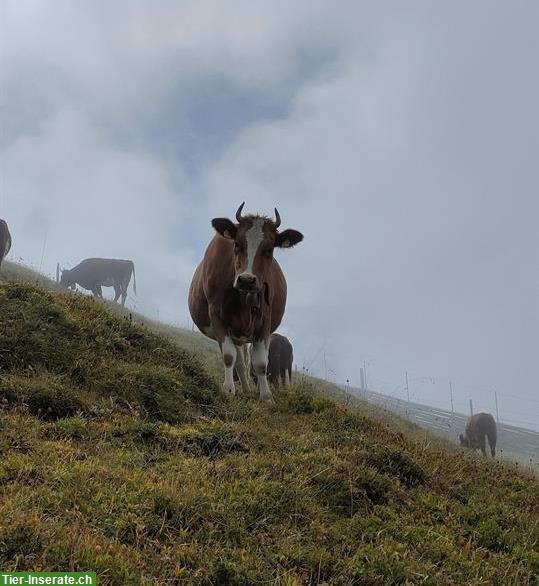 SF Nutzkühe zu verkaufen, Swiss Fleckvieh