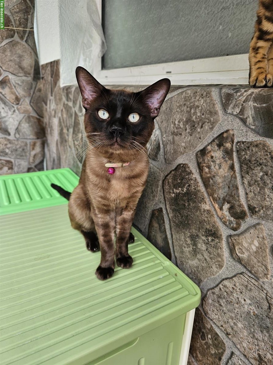 Bild 4: Bengal Kater, 1-jährig mit Stammbaum