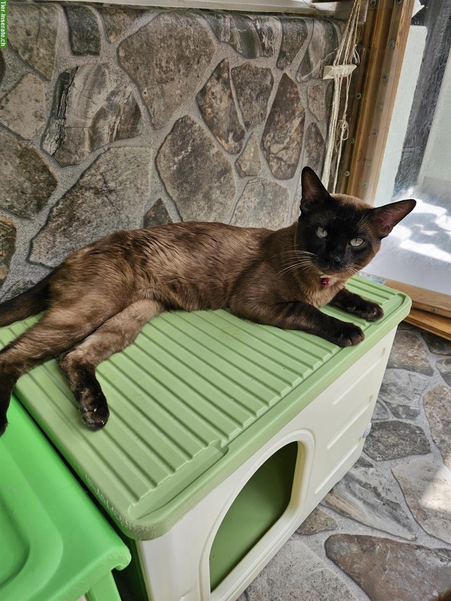 Bild 5: Bengal Kater, 1-jährig mit Stammbaum