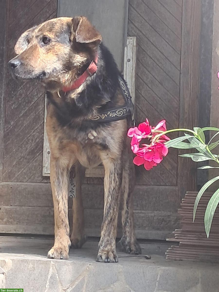 Bild 4: Rocky, ein toller Rüde, 5-jährig sucht ein Zuhause