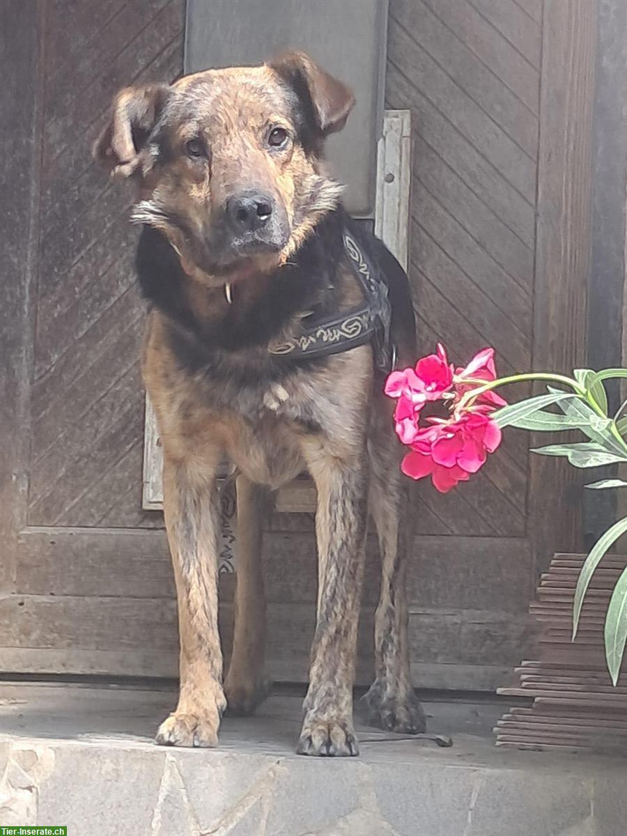 Bild 5: Rocky, ein toller Rüde, 5-jährig sucht ein Zuhause