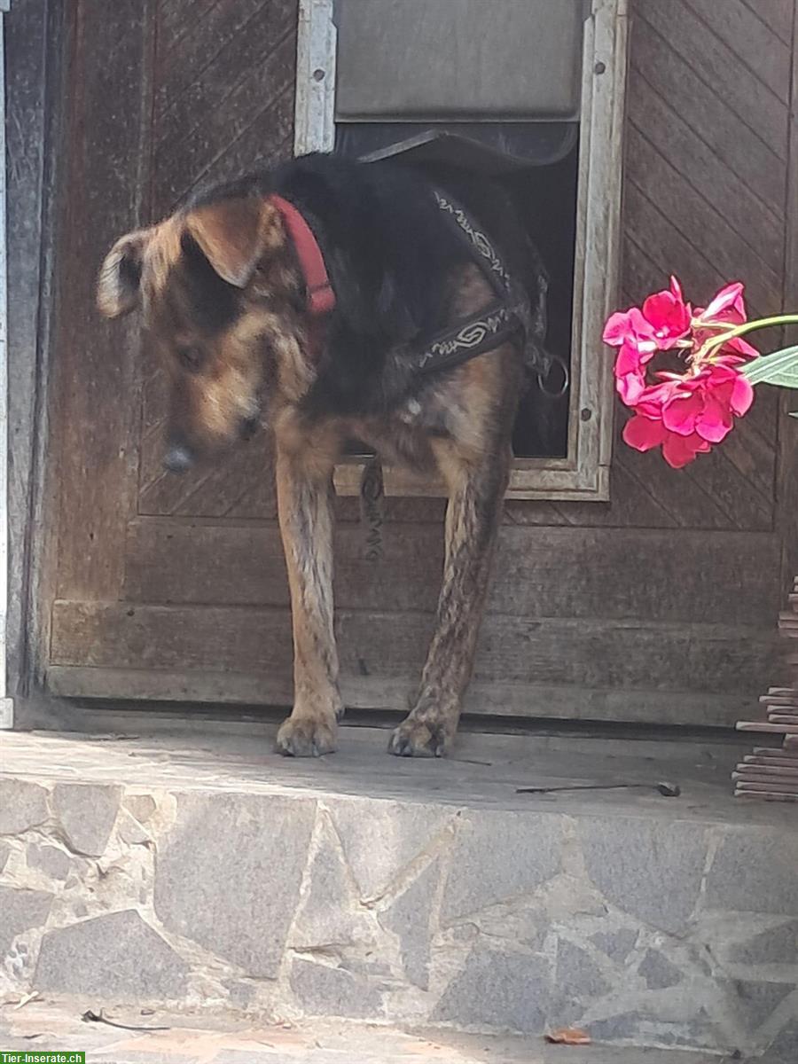 Bild 6: Rocky, ein toller Rüde, 5-jährig sucht ein Zuhause