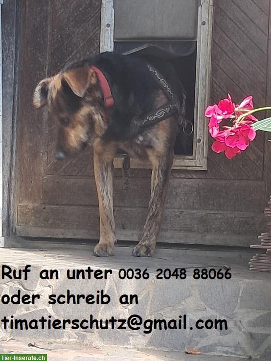 Bild 9: Rocky, ein toller Rüde, 5-jährig sucht ein Zuhause