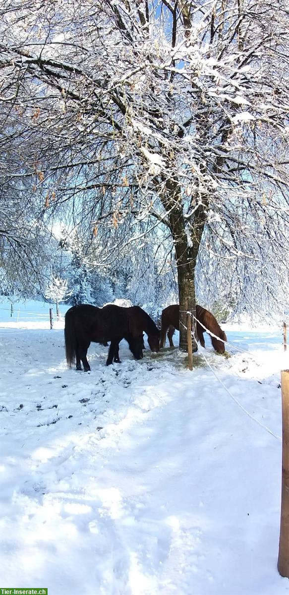 Bild 2: Selbstversorger Offenstall für Isländer, ZH-Oberland