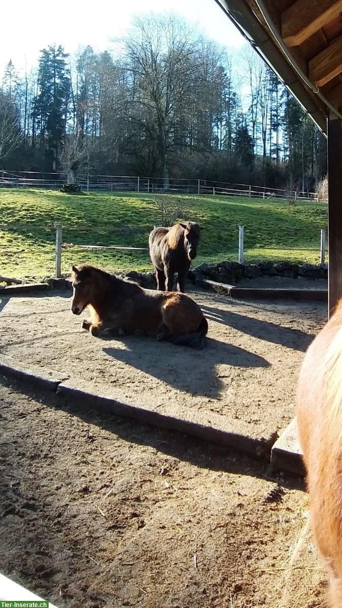 Bild 3: Selbstversorger Offenstall für Isländer, ZH-Oberland