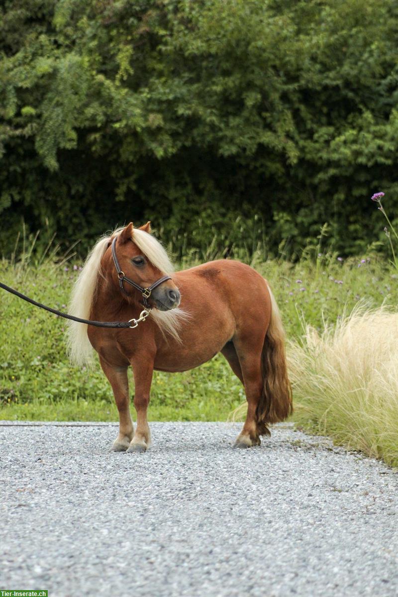 Bild 2: Suche Pflegebeteiligung für mein Minishetty Minou