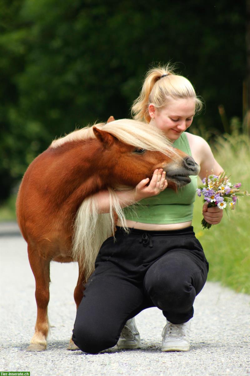 Bild 3: Suche Pflegebeteiligung für mein Minishetty Minou