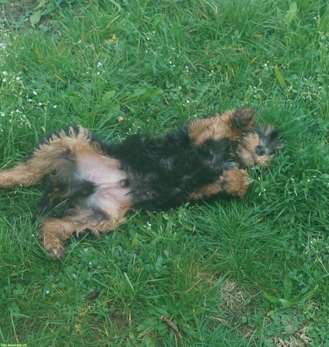 Bild 2: 2 Australian Labradoodles Welpen Rüden suchen Traumfamilie!